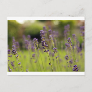 Lavendelblau Postkarte