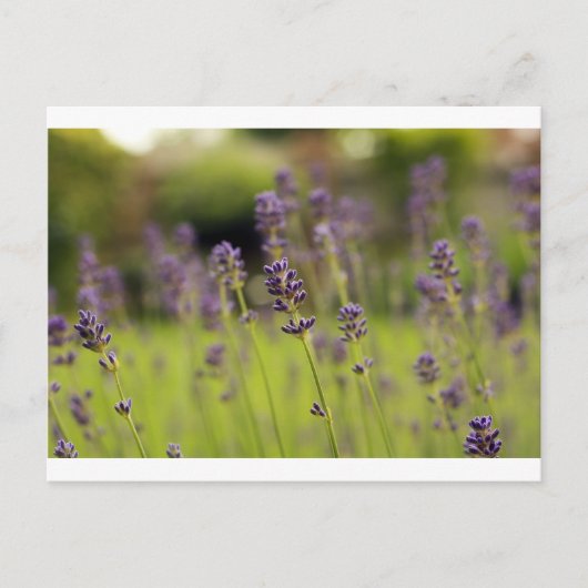 Lavendelblau Postkarte (Vorderseite)
