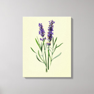Lavendelblüten Leinwanddruck