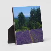 Lavendelfarm Fotoplatte (Vorderseite)