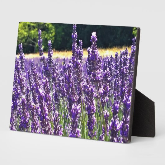 Lavendelfarm Fotoplatte (Seite)