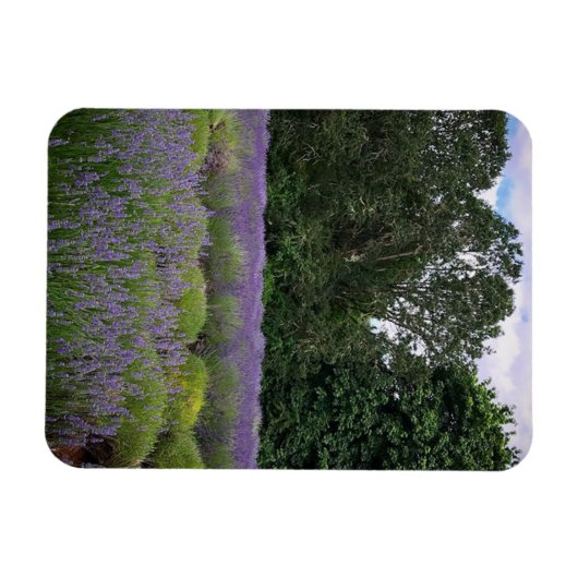 Lavendelfarm Magnet (Horizontal)