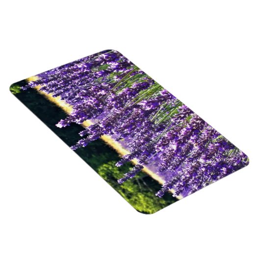 Lavendelfarm Magnet (Rechte Seite)