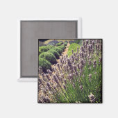 Lavendelfarm Magnet (Vorderseite/Rückseite)