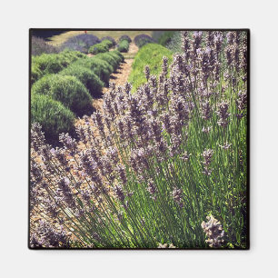 Lavendelfarm Magnet