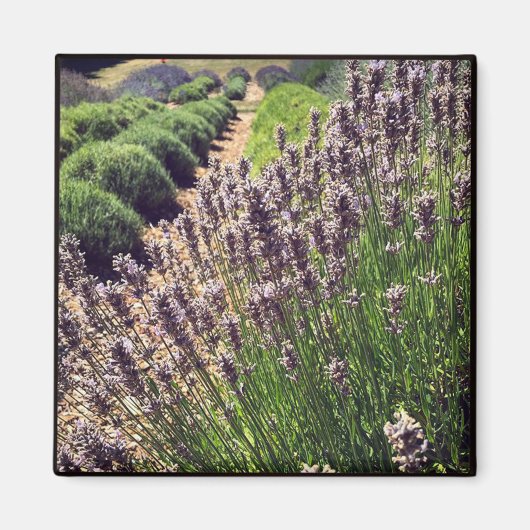 Lavendelfarm Magnet (Vorne)