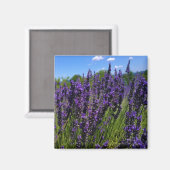 Lavendelfarm Magnet (Vorderseite/Rückseite)