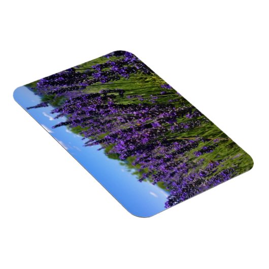 Lavendelfarm Magnet (Rechte Seite)