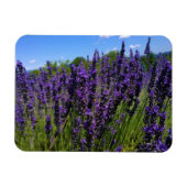 Lavendelfarm Magnet (Horizontal)