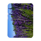 Lavendelfarm Magnet (Vertikal)