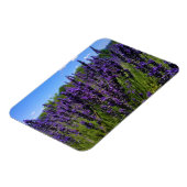 Lavendelfarm Magnet (Linke Seite)