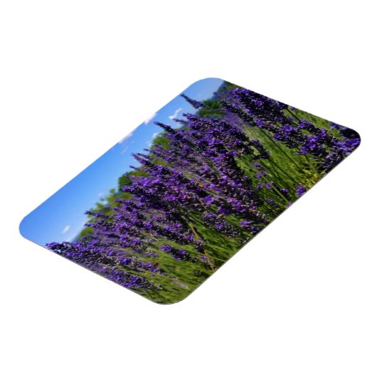Lavendelfarm Magnet (Linke Seite)