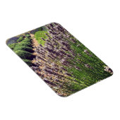 Lavendelfarm Magnet (Rechte Seite)