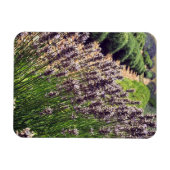 Lavendelfarm Magnet (Horizontal)