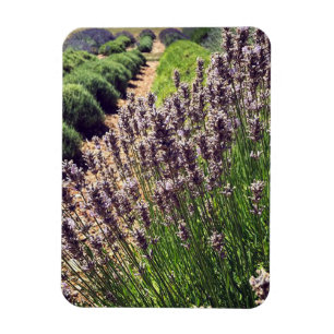 Lavendelfarm Magnet