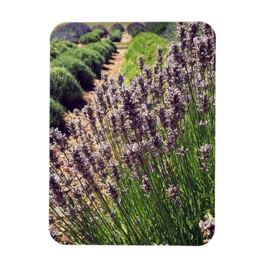 Lavendelfarm Magnet (Vertikal)