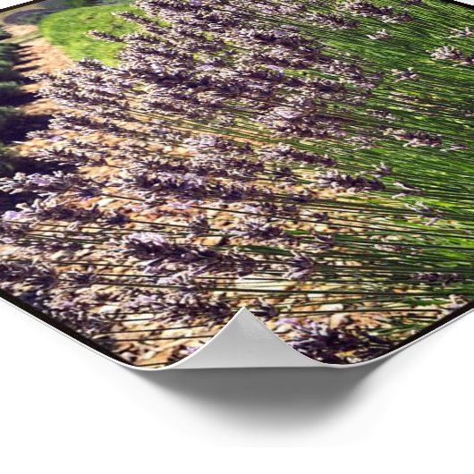 Lavendelfarm Poster (Ecke)