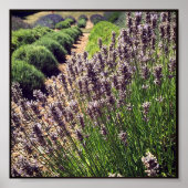 Lavendelfarm Poster (Vorne)