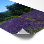Lavendelfarm Poster (Ecke)