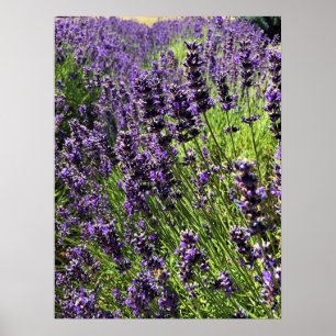 Lavendelfarm Poster