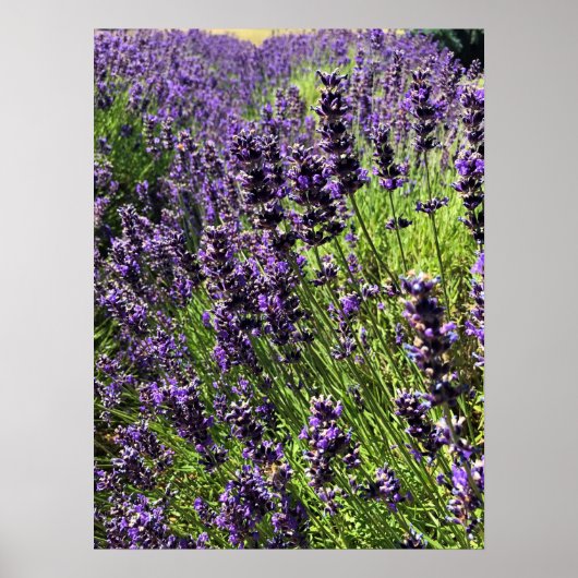 Lavendelfarm Poster (Vorne)