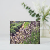 Lavendelfarm Postkarte (Stehend Vorderseite)