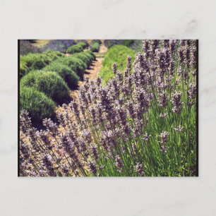 Lavendelfarm Postkarte