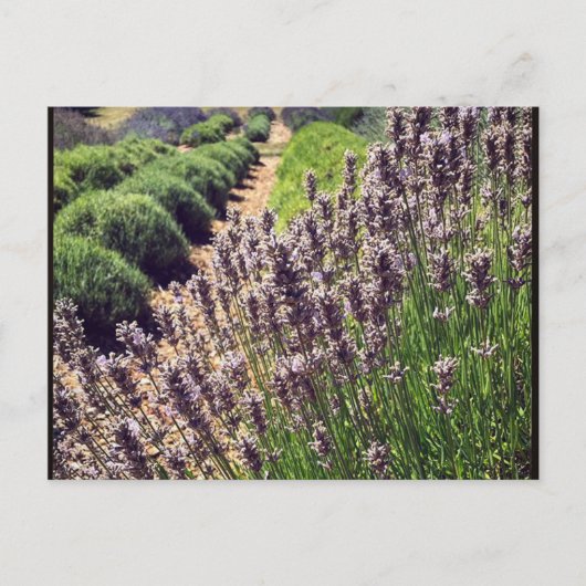 Lavendelfarm Postkarte (Vorderseite)