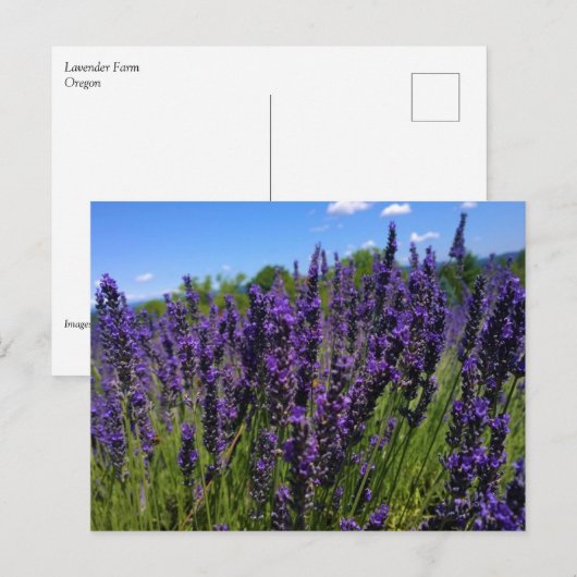 Lavendelfarm Postkarte (Vorne/Hinten)