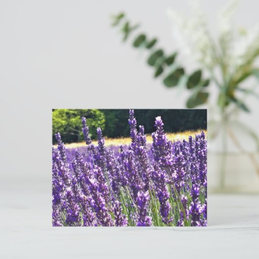 Lavendelfarm Postkarte (Stehend Vorderseite)
