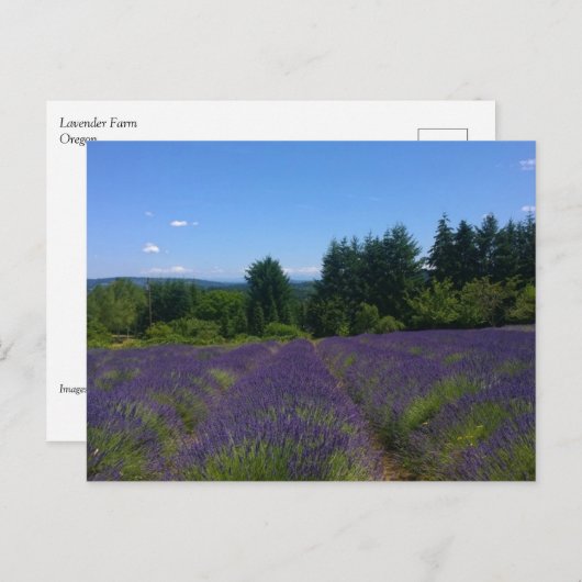 Lavendelfarm Postkarte (Vorne/Hinten)