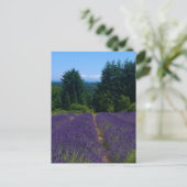 Lavendelfarm Postkarte (Stehend Vorderseite)
