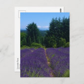 Lavendelfarm Postkarte (Vorne/Hinten)