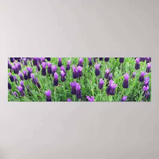 Lavendelfeld 26"w x 8"h Poster (Vorne)