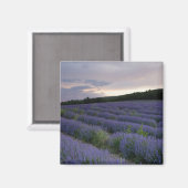 Lavendelfeld bei Sonnenuntergang Magnet (Vorderseite/Rückseite)