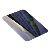 Lavendelfeld bei Sonnenuntergang Magnet (Rechte Seite)