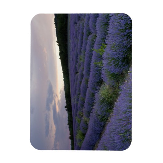 Lavendelfeld bei Sonnenuntergang Magnet (Vertikal)