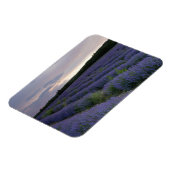 Lavendelfeld bei Sonnenuntergang Magnet (Linke Seite)