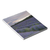 Lavendelfeld bei Sonnenuntergang Notizblock (angewinkelt)