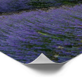 Lavendelfeld bei Sonnenuntergang Poster (Ecke)