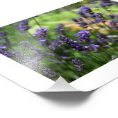 Lavendelfeld Fotodruck (Ecke)