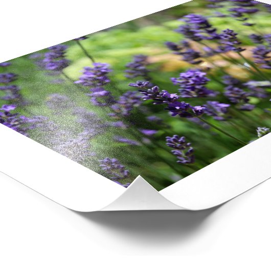 Lavendelfeld Fotodruck (Ecke)