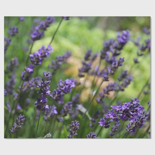 Lavendelfeld Geschenkpapier (Flach)