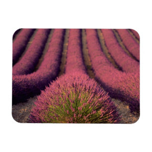 Lavendelfeld in der Haute-Provence, Frankreich 2 Magnet