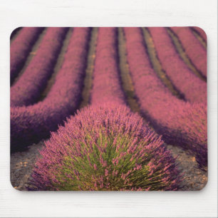 Lavendelfeld in der Haute-Provence, Frankreich 2 Mousepad