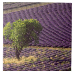Lavendelfeld in der Haute-Provence, Frankreich Fliese