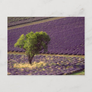 Lavendelfeld in der Haute-Provence, Frankreich Postkarte