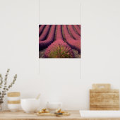 Lavendelfeld in der Hohen Provence, Frankreich 2 Poster (Küche)