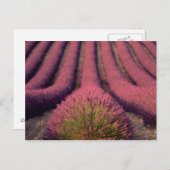 Lavendelfeld in der Hohen Provence, Frankreich 2 Postkarte (Vorne/Hinten)