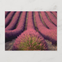 Lavendelfeld in der Hohen Provence, Frankreich 2